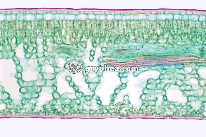Houx (Ilex aquifolium) - Feuille CT x100 - gryphea.com